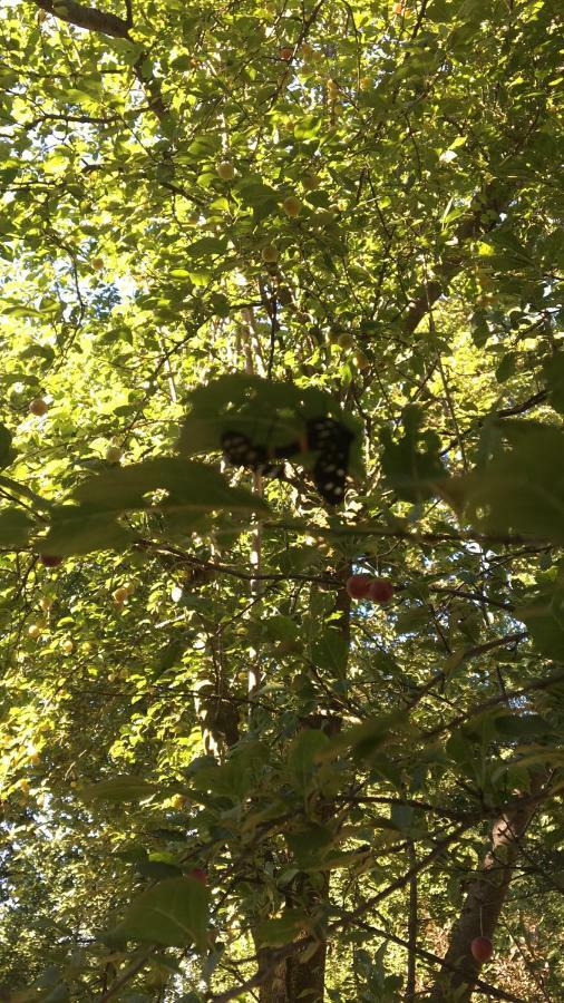 Villa Laura Cocconi エクステリア 写真